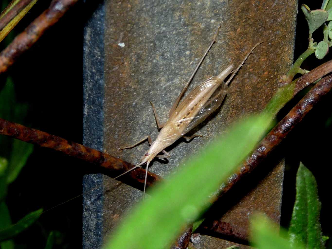 Femmina di Oecanthus sp. - (OT)